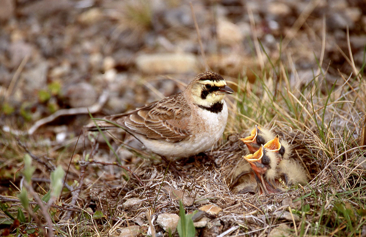 Shorelark.jpg