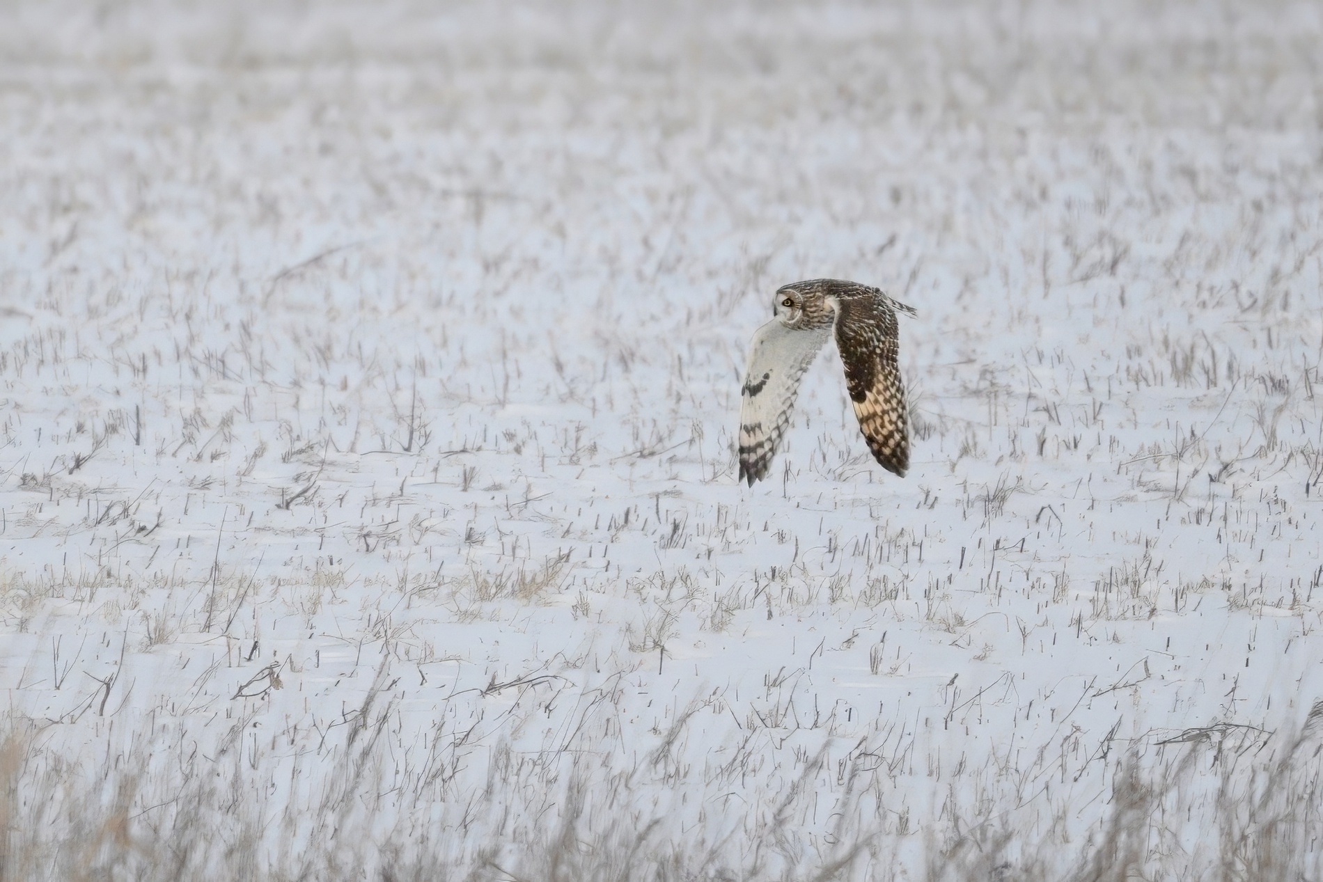 Short ear owl0000.jpg