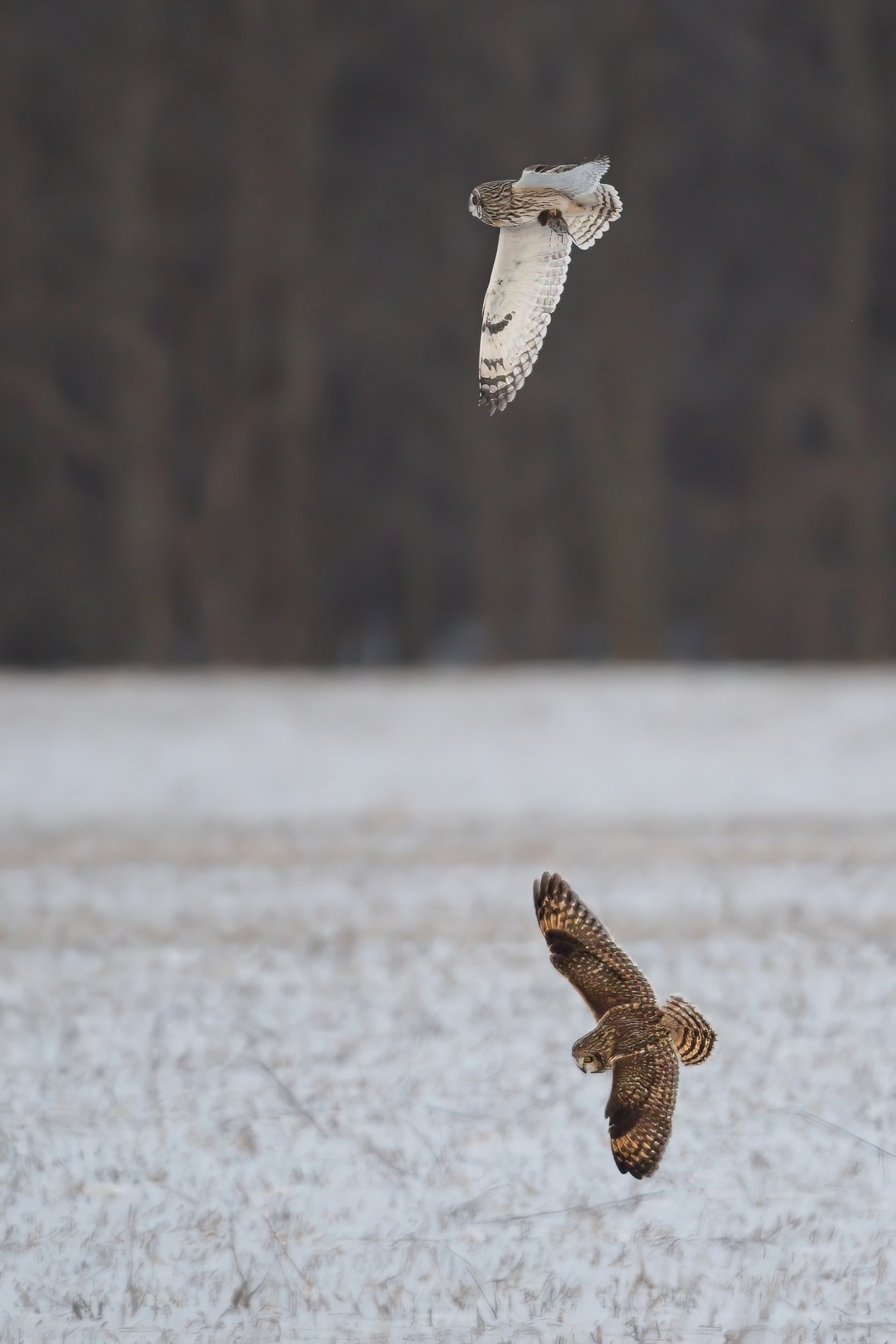 Short ear owl0001.jpg