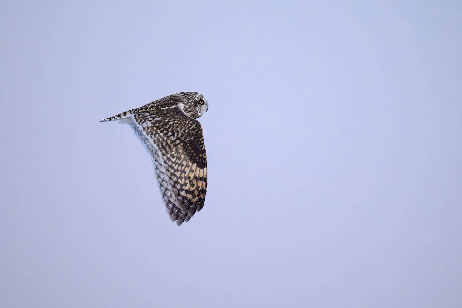 Short ear owl0002.jpg