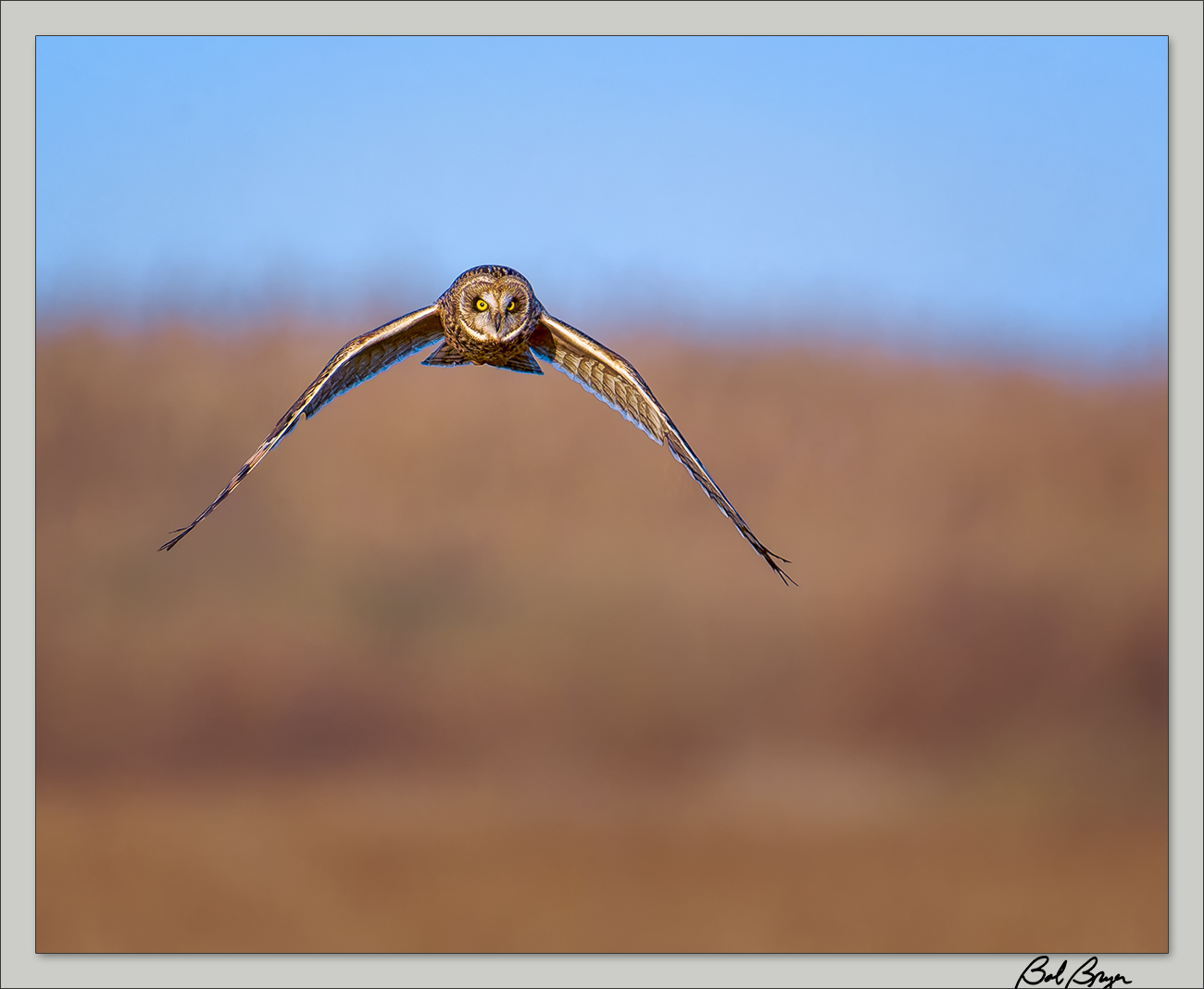 short-eared.jpg