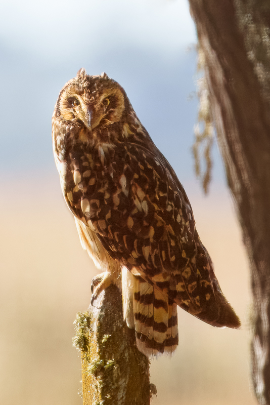 Short Eared Owl - Chiloe.jpg