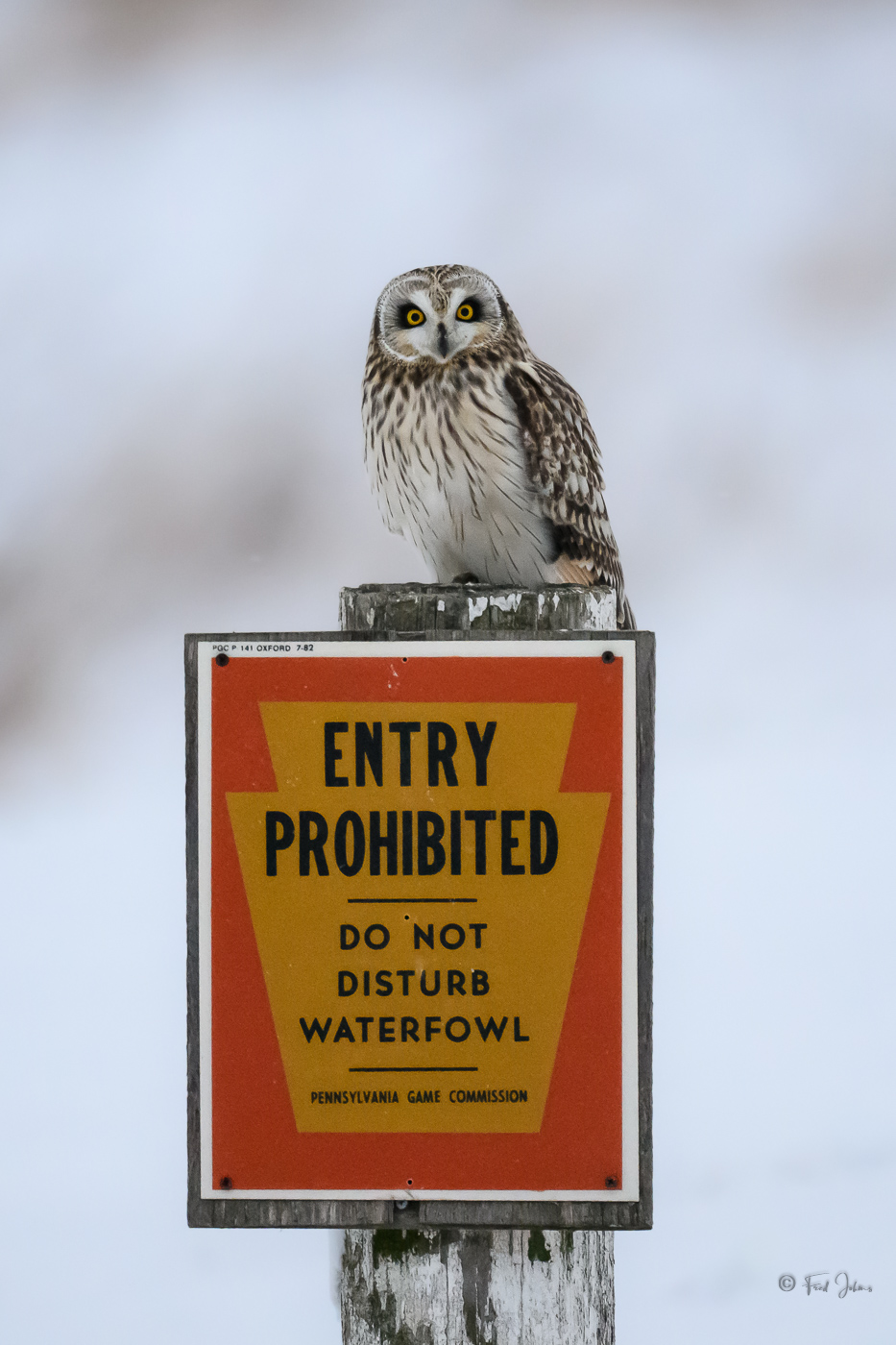 Short-Eared Owl Do Not Disturb.jpg