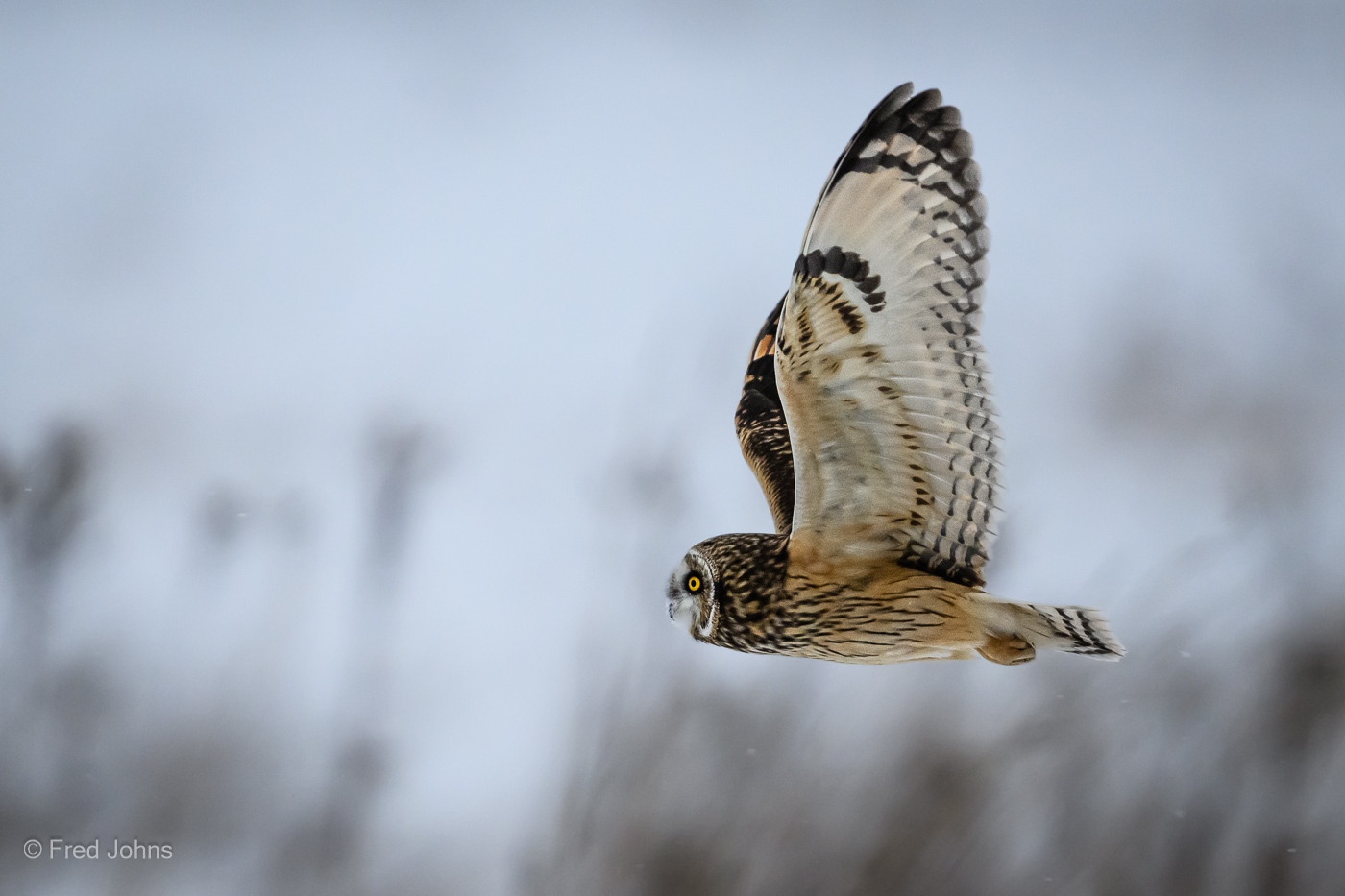 Short-Eared Owl Drive By.jpg