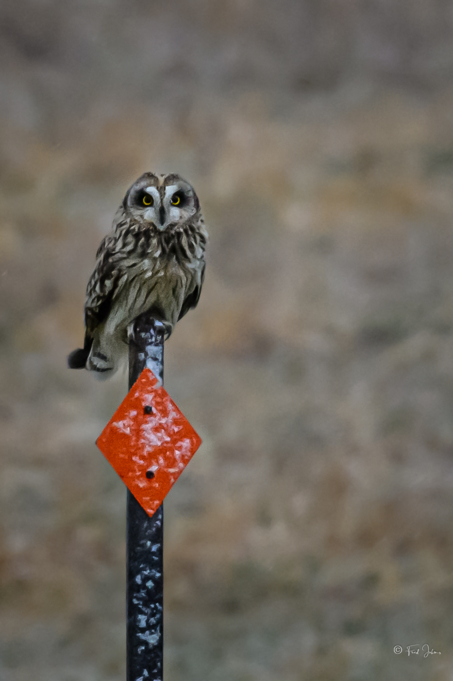 Short-Eared Owl.jpg