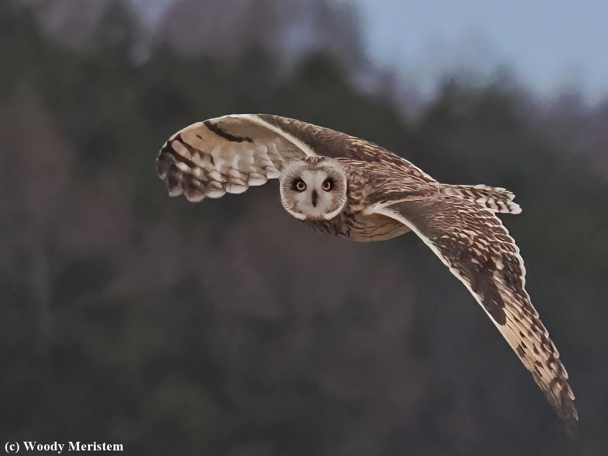 Short-eared Owl.JPG