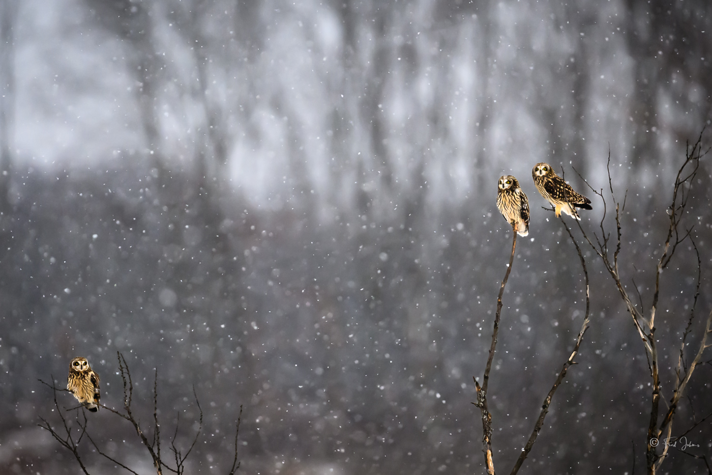 Short-Eared Owl snowing-1.jpg