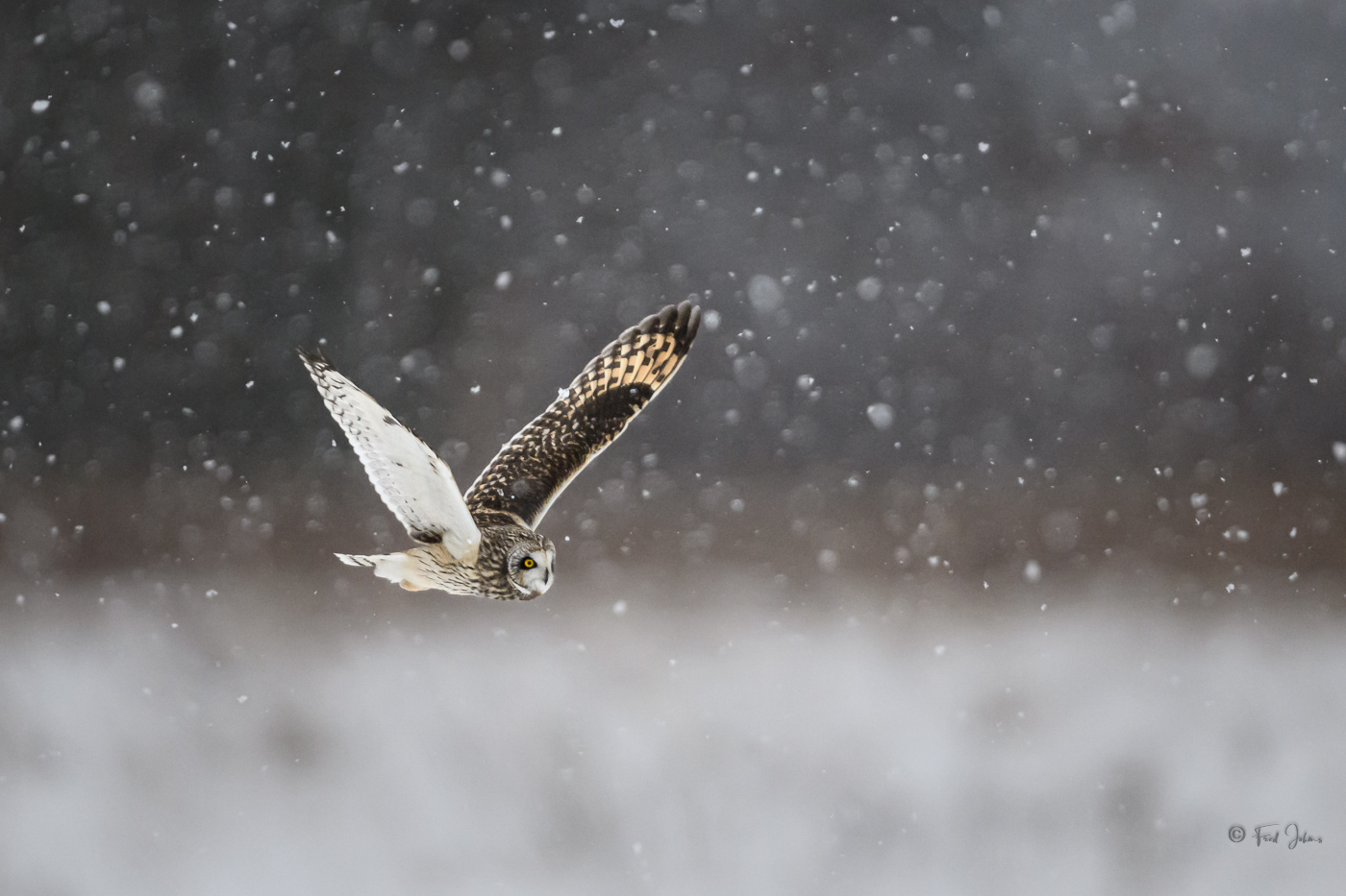 Short-Eared Owl snowing-2.jpg