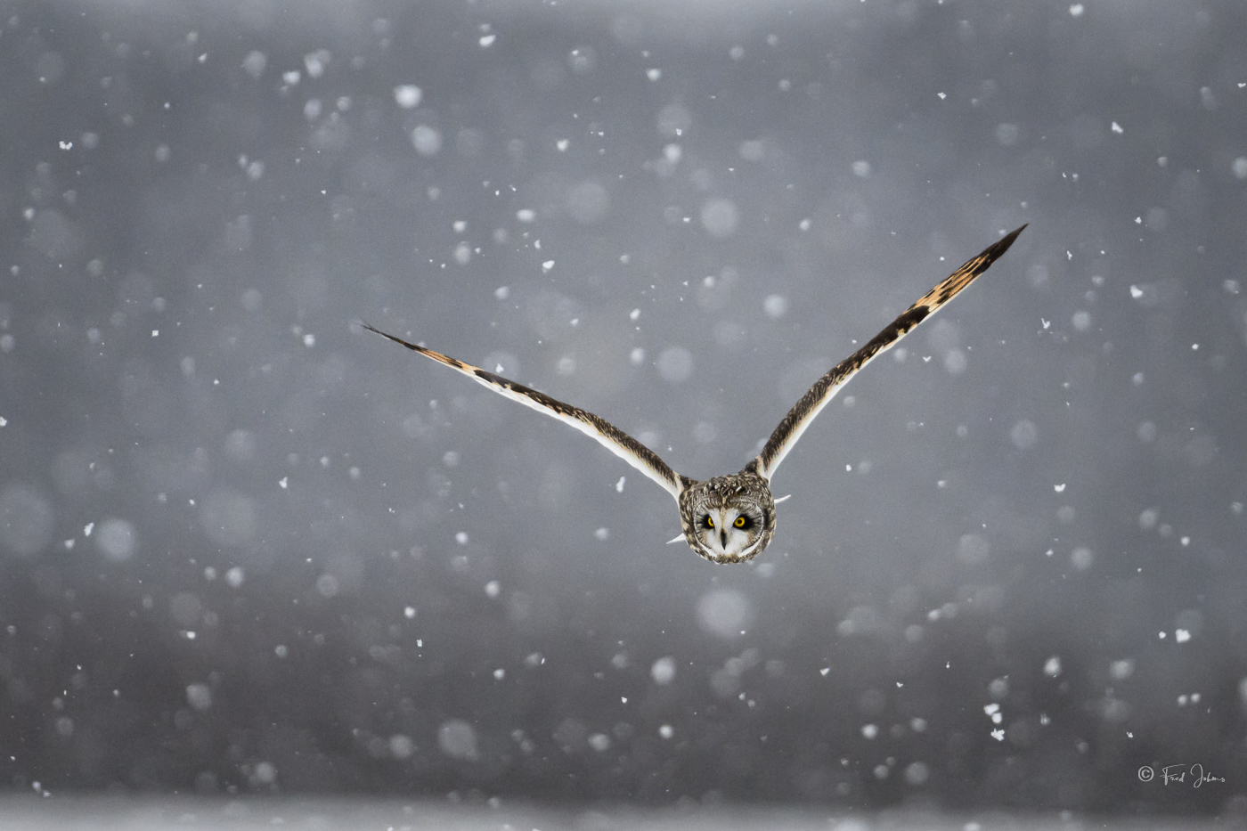 Short-Eared Owl snowing-3.jpg