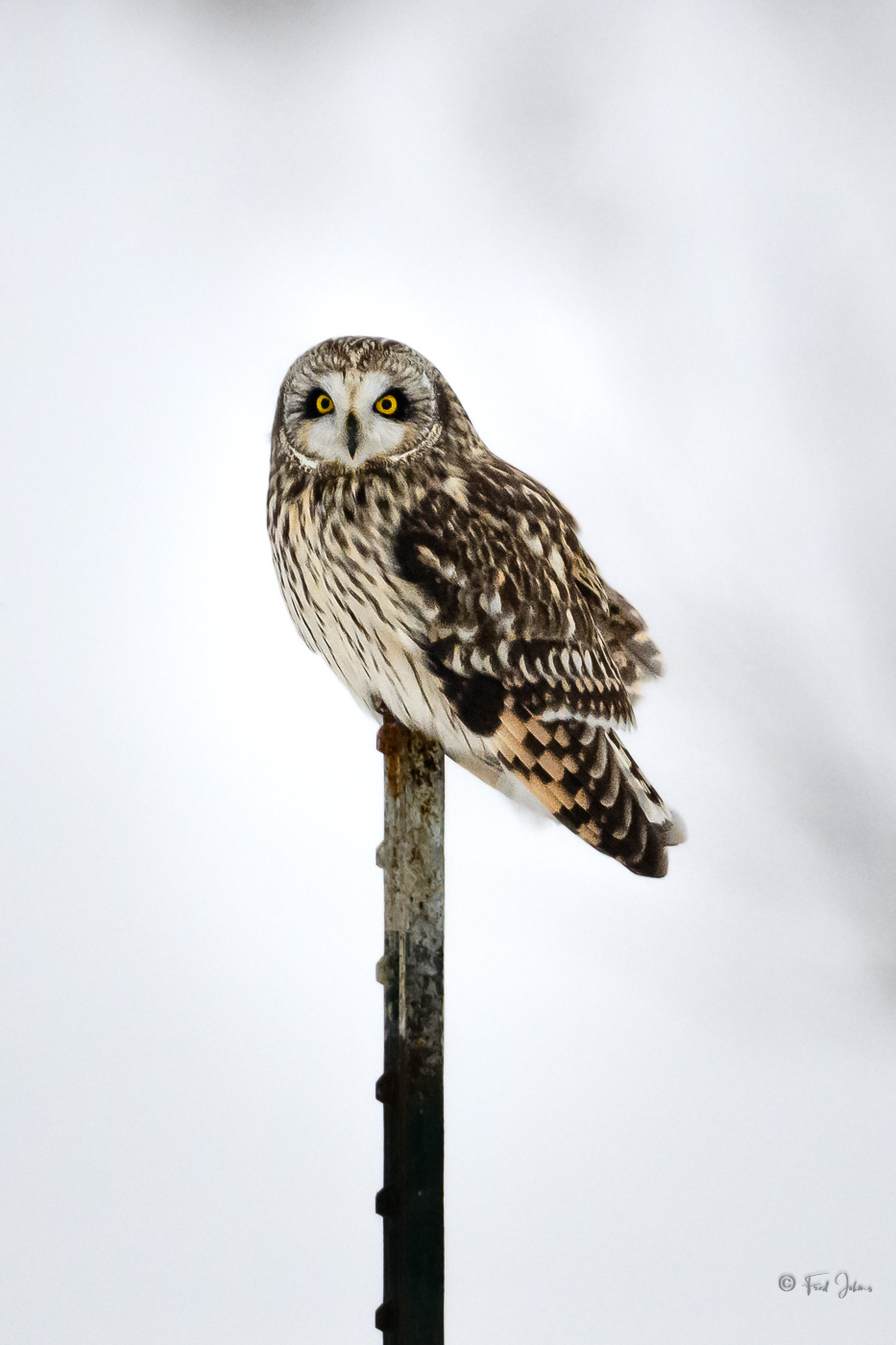 Short-Eared Owl snowing-4.jpg