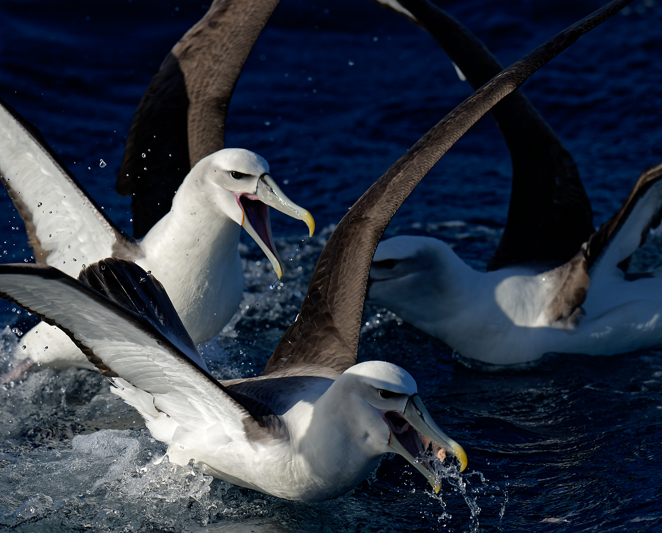 Shy Albatross feeding 2 1360.jpg