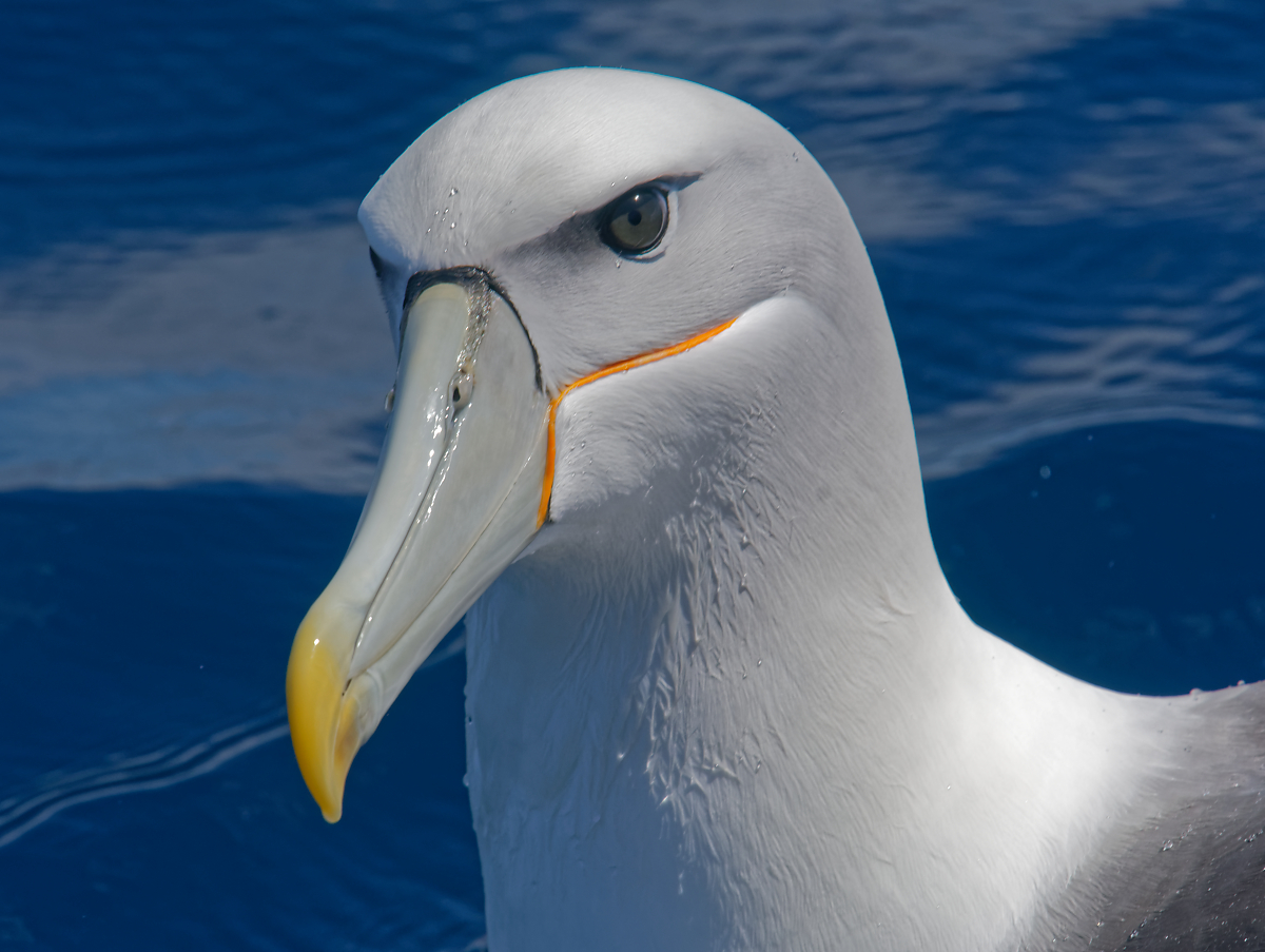 Shy Albatross Pt Fairy pelagic (18).jpg