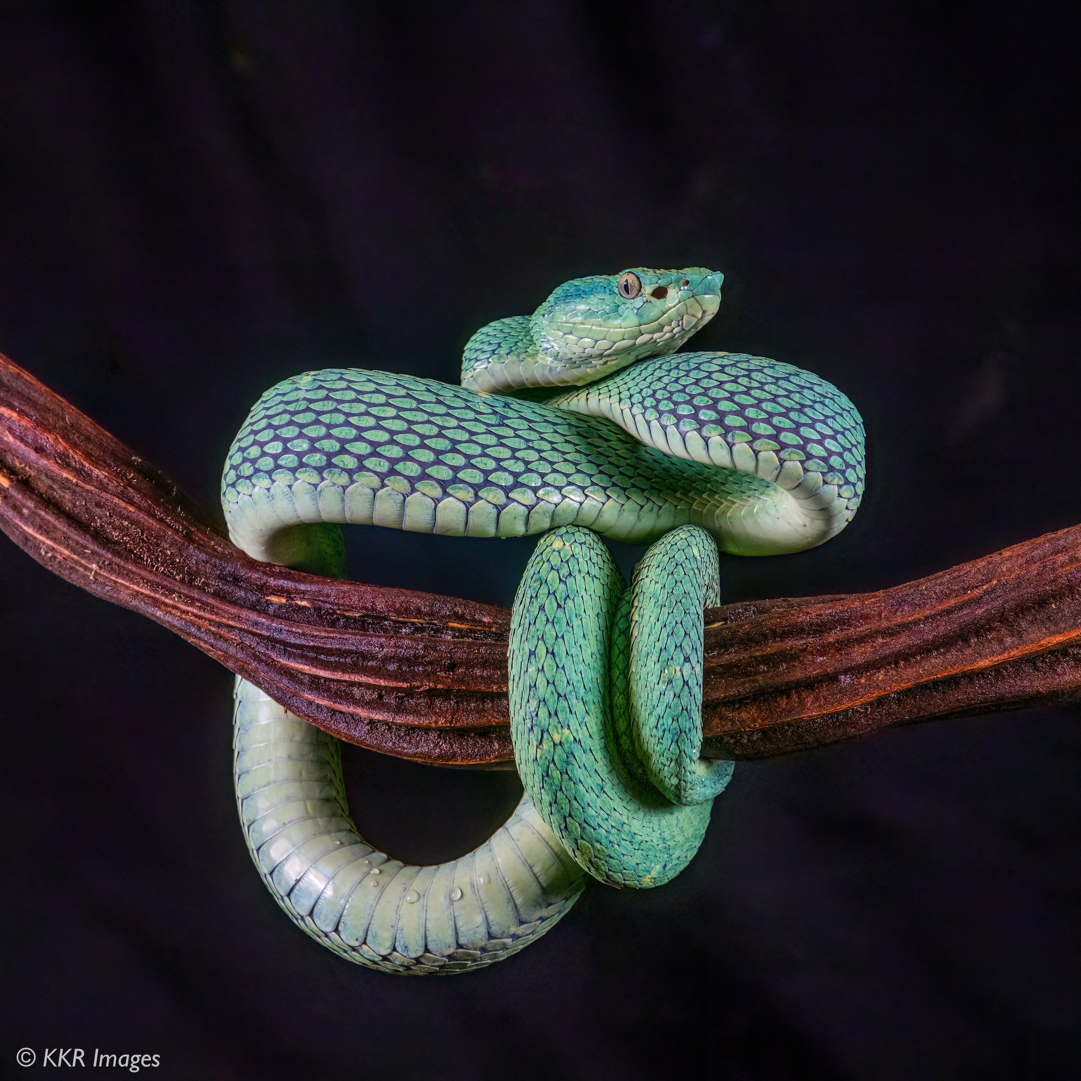 Side-striped Palm Pit Viper - Bothriechis lateralis copy.jpg