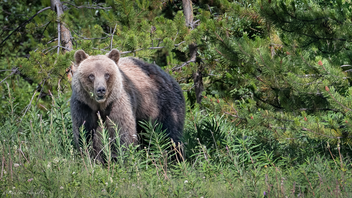 silver tip grizzly 16x9 (1 of 1)-2.jpg