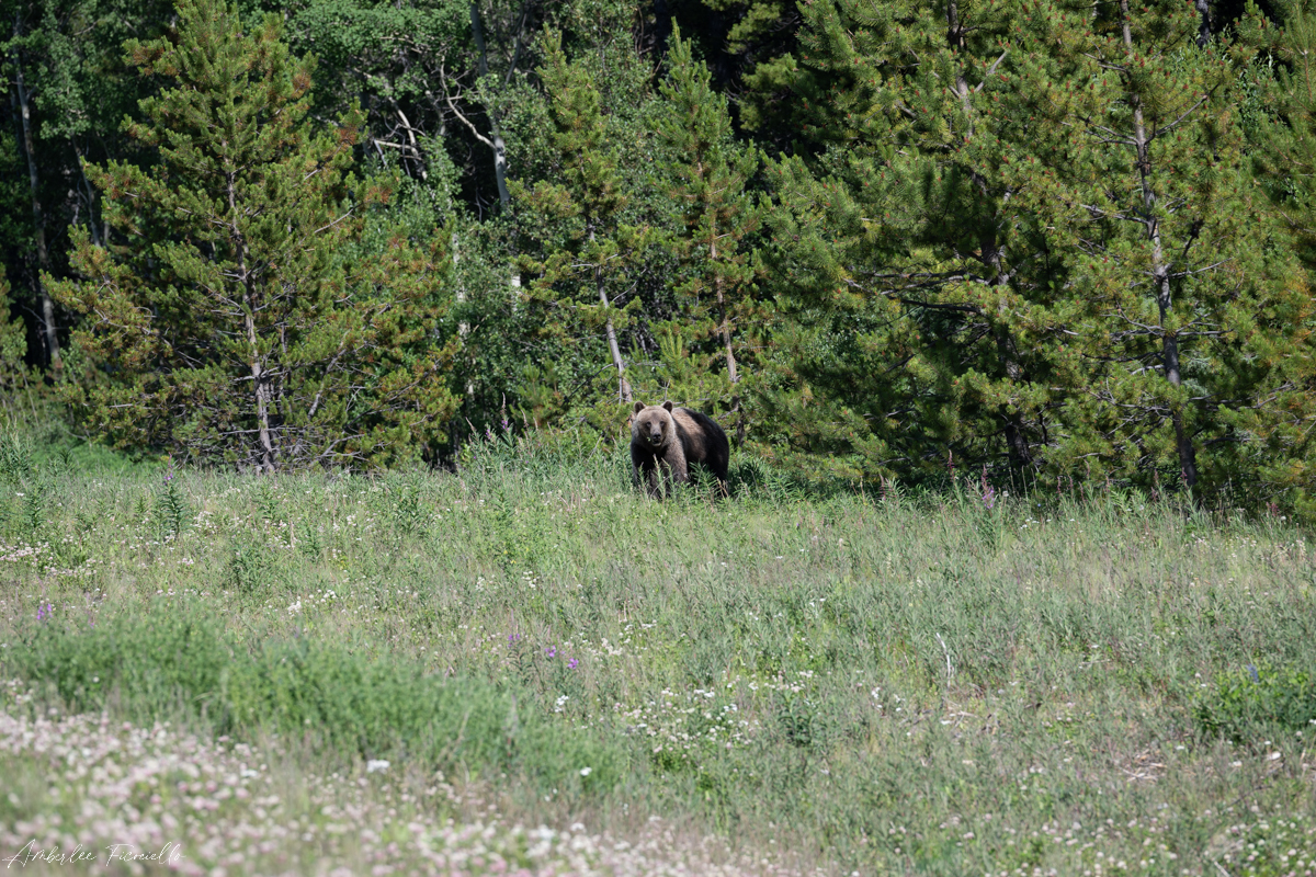 silver tip grizzly before (1 of 1)-2.jpg
