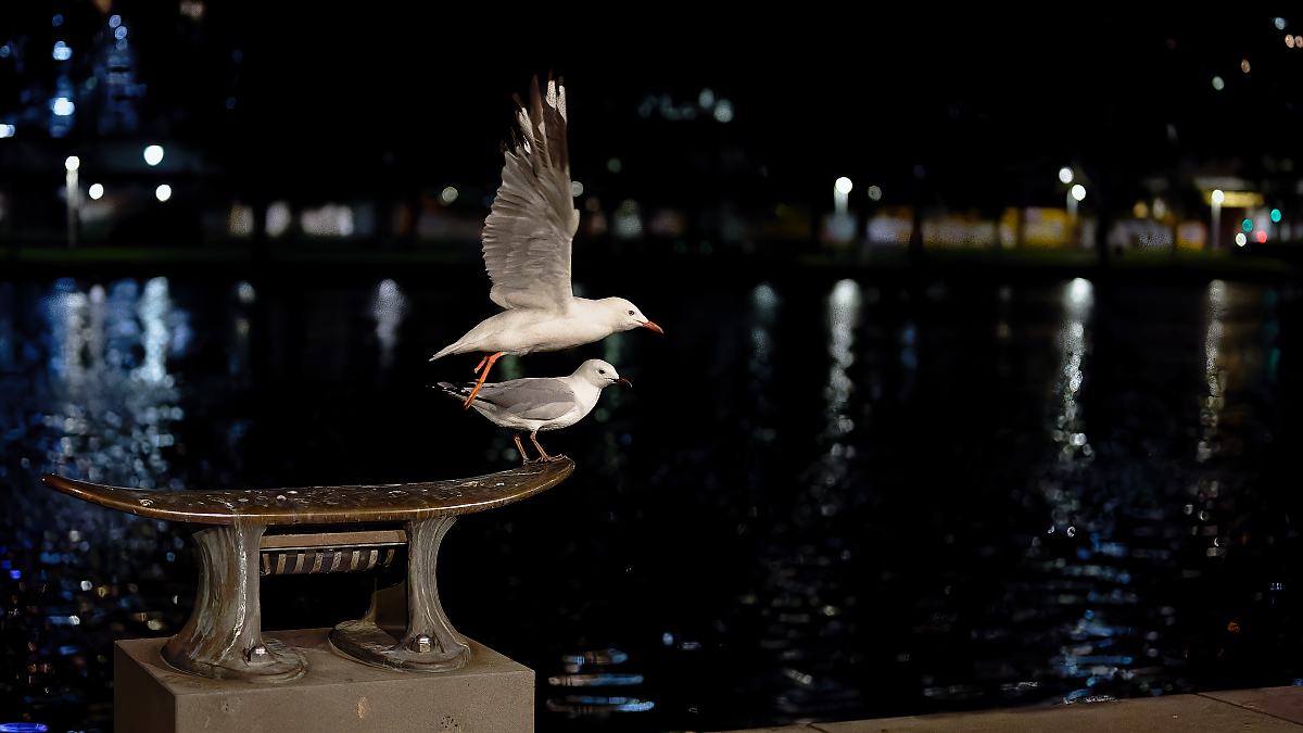 SilVer_Gull-263_1200.jpeg