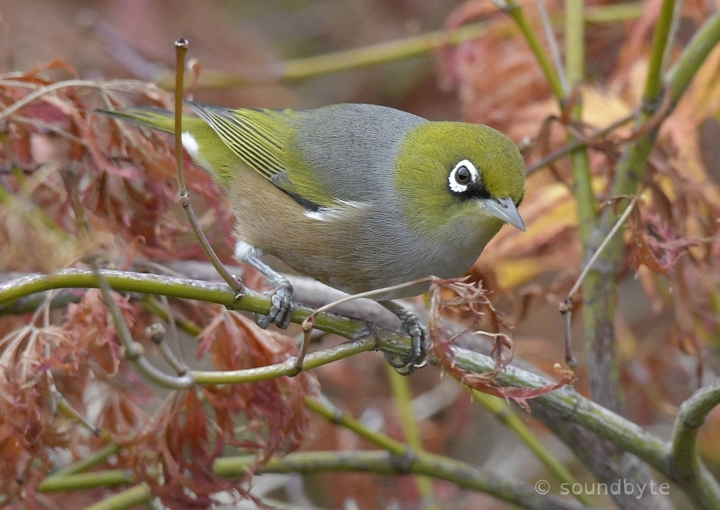 Silvereye_040520_BCG.jpg