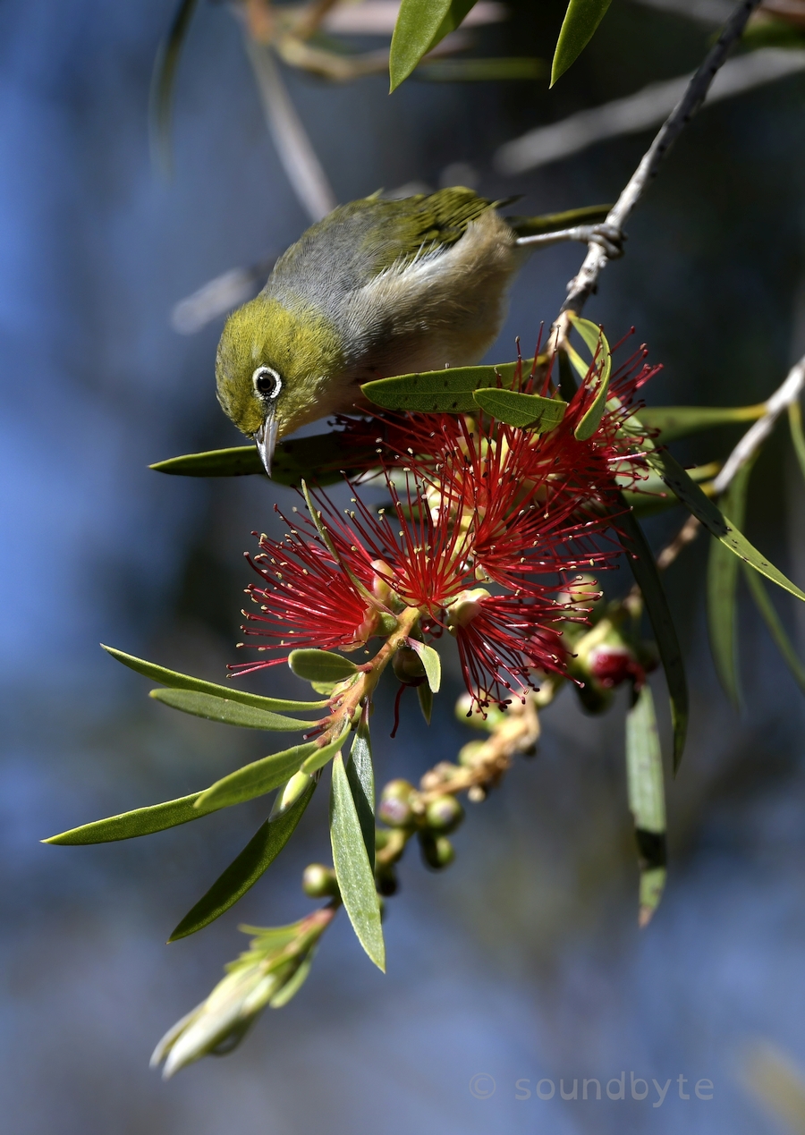 Silvereye_121120_BCG.jpg