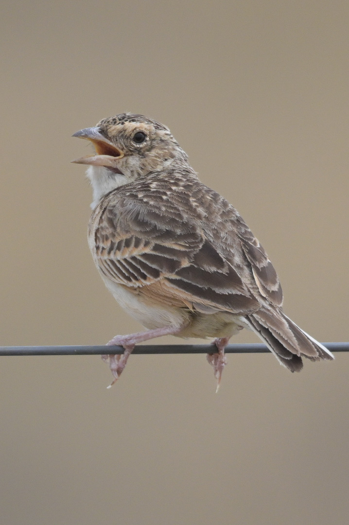 Singing Bushlark.jpg