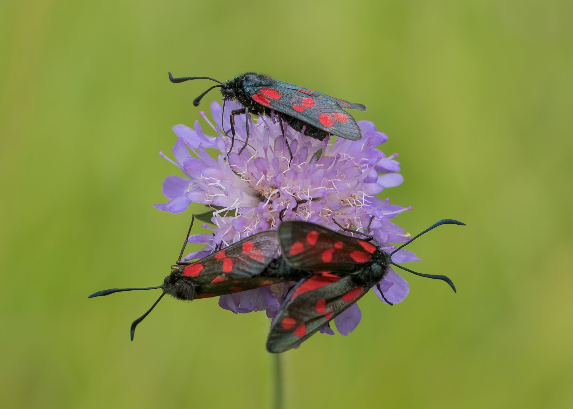 Six-spot Burnet Moth.jpg