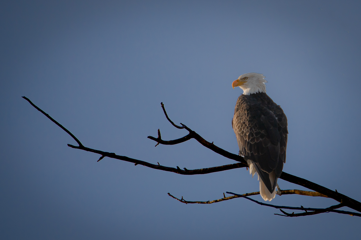 sized bald eagle.jpg