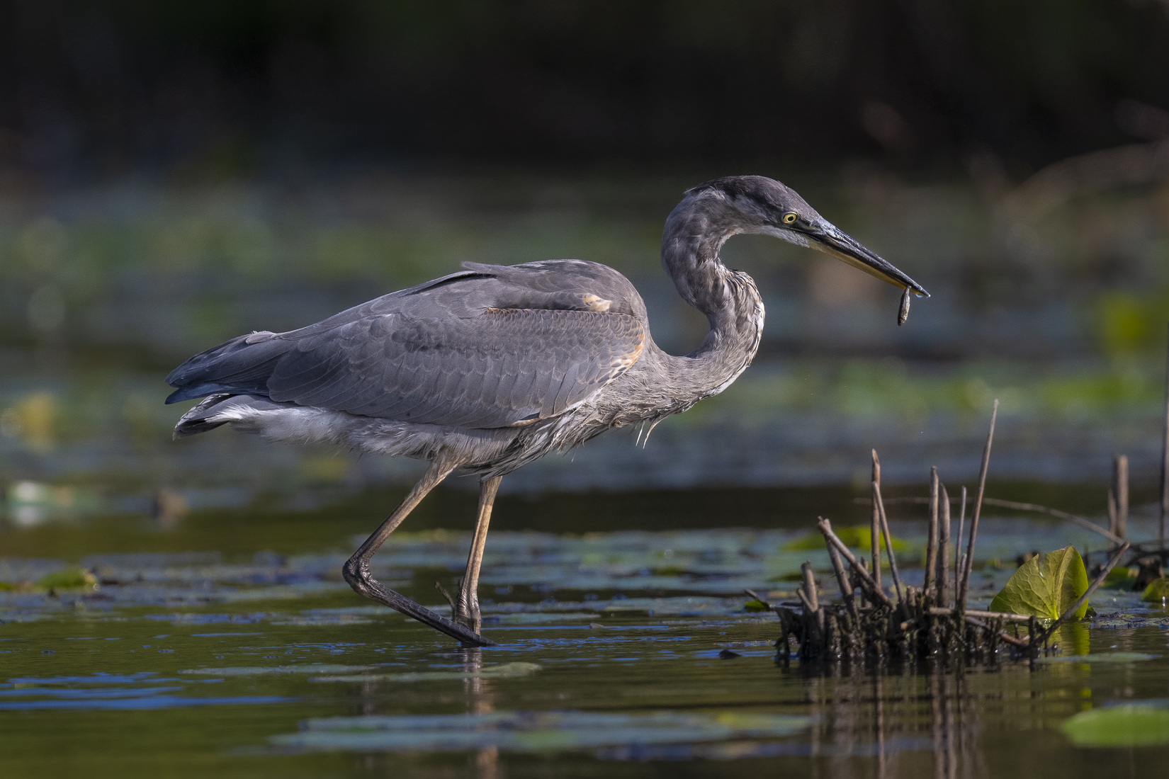 sized blue heron.jpg