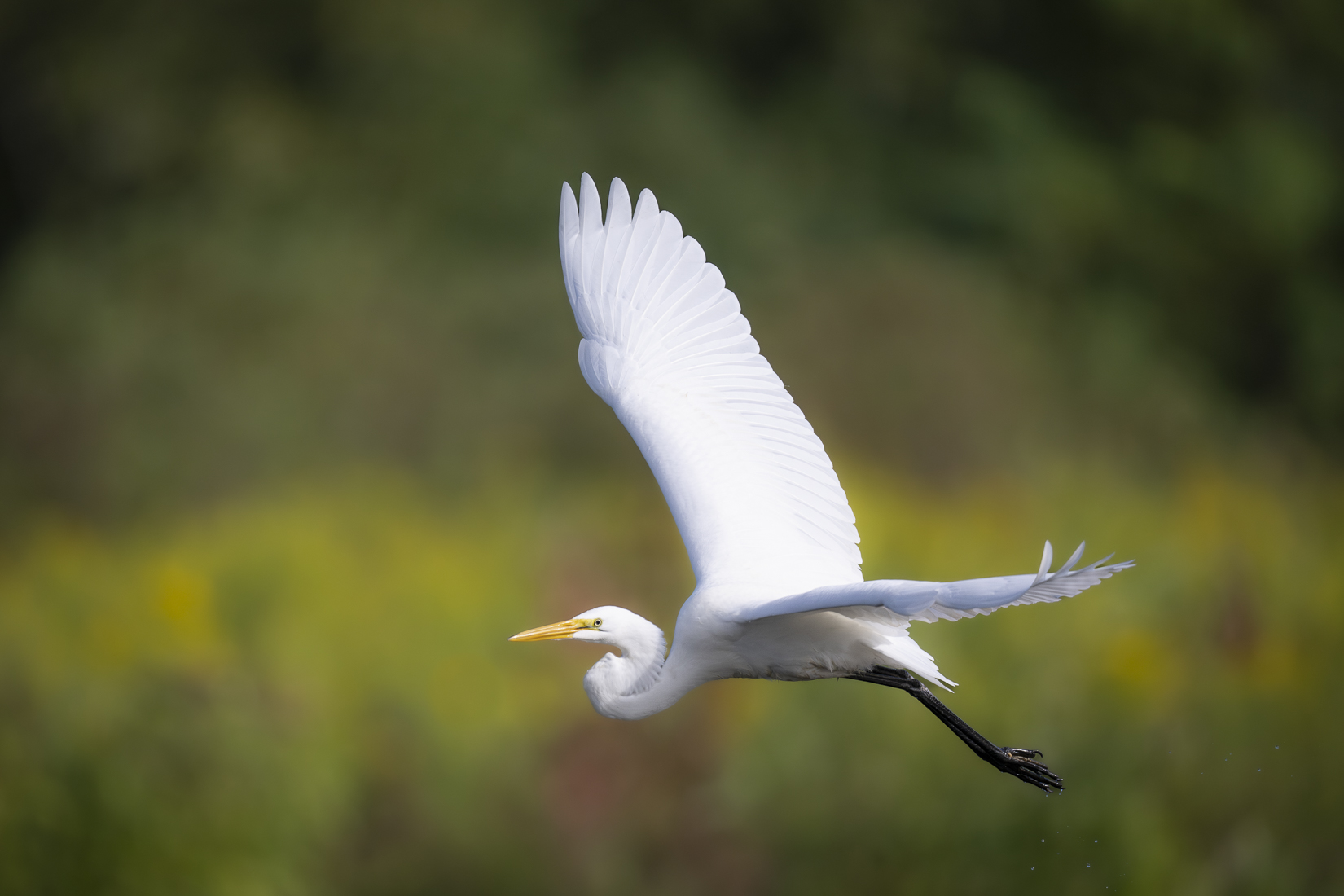 sized white heron.jpg