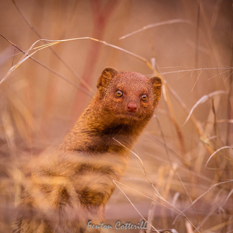 Slender Mongoose portrait peering out of grass Kruger Oct2021-56483.jpg