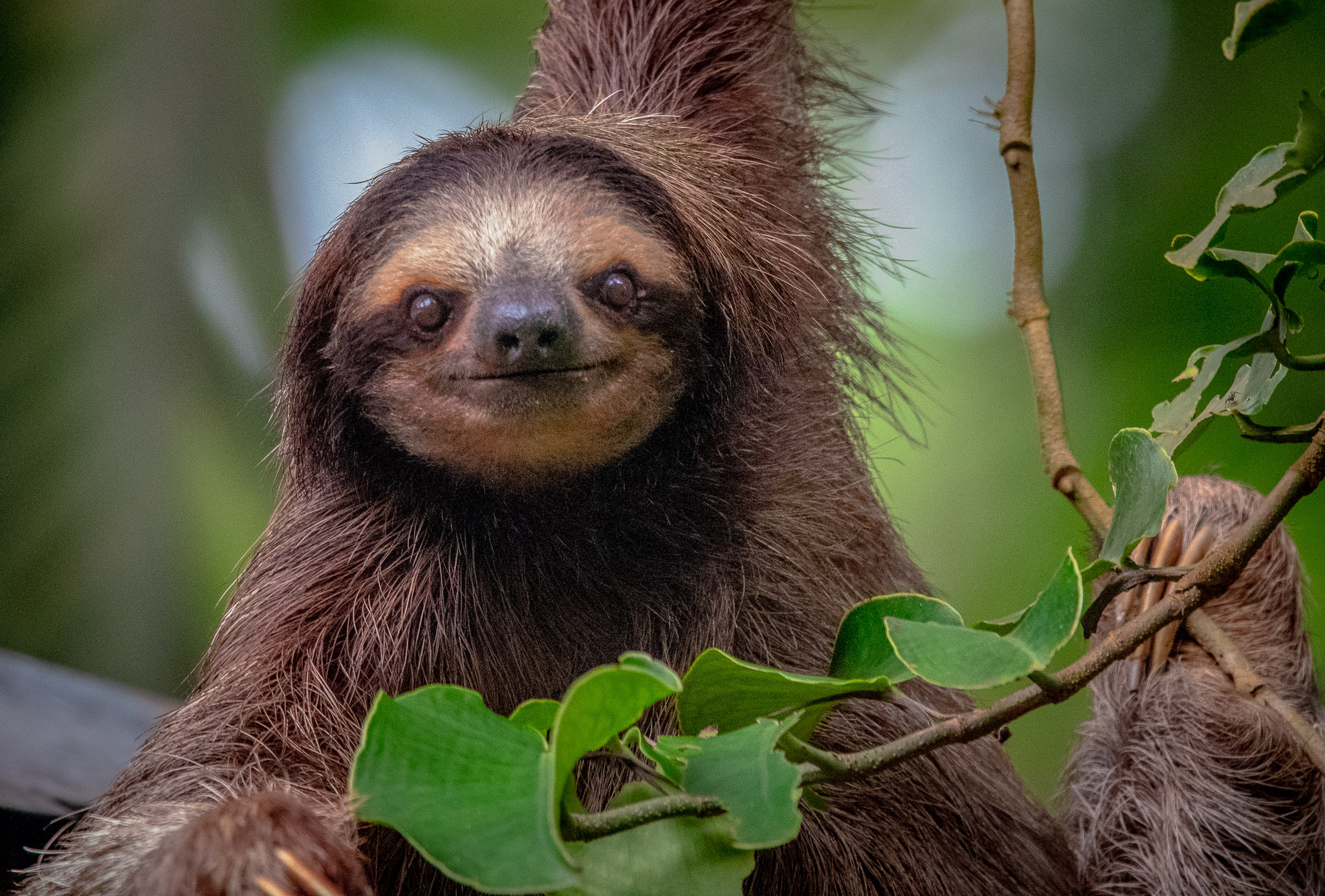 sloth smiling.jpg