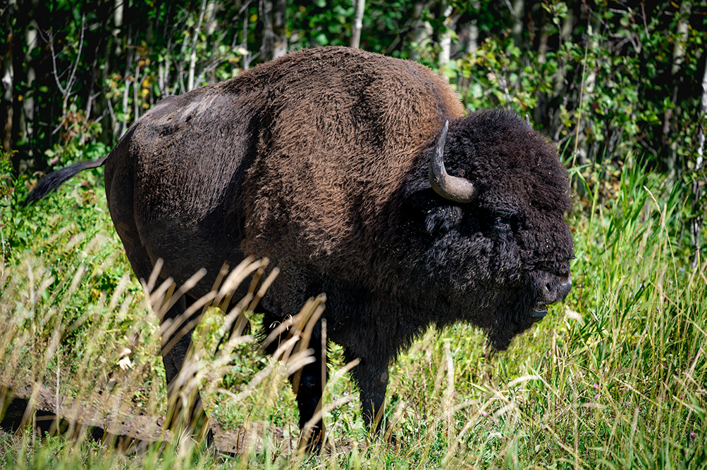 small bison.jpg