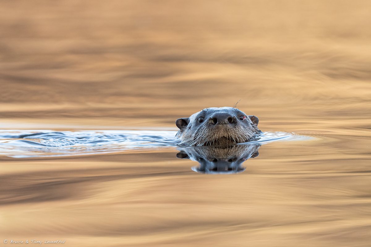 SMLRiver Otter-7746-Edit.jpg