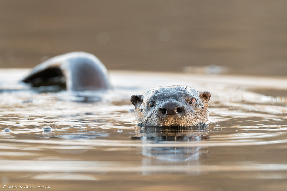 SMLRiver Otter-7753-Edit.jpg