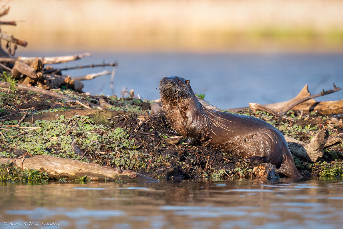 SMLRiver Otter-8177-Edit.jpg