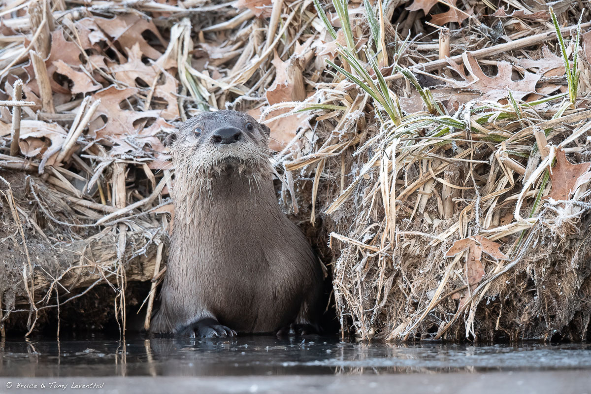 SmlRiverOtter_LEV5628-Edit-Edit.jpg