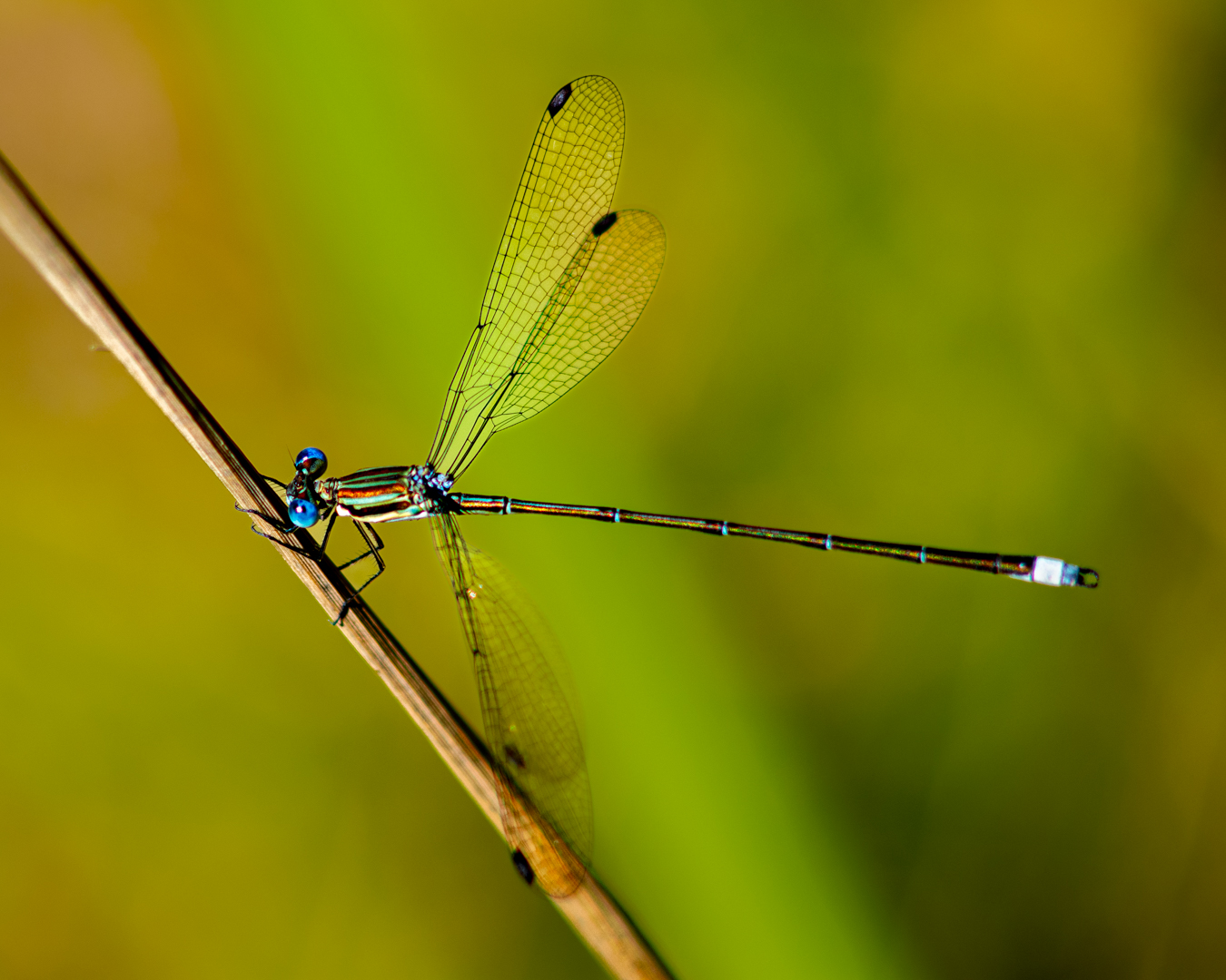 Smoky spreadwing (1 of 1).jpg