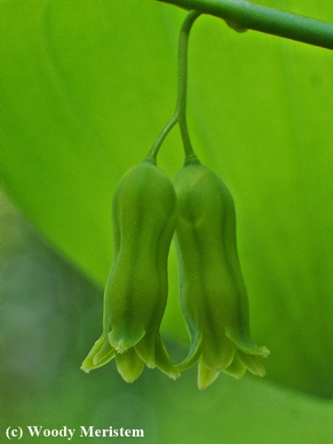 smooth solomon's seal.JPG