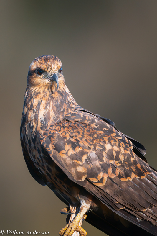 Snail Kite 1.jpg