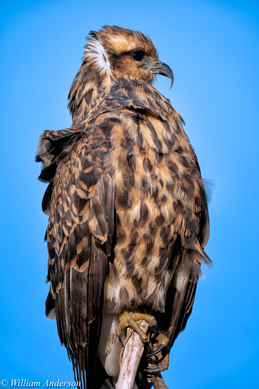 Snail Kite 2.jpg