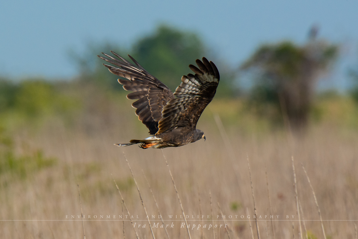 Snail Kite-2.jpg