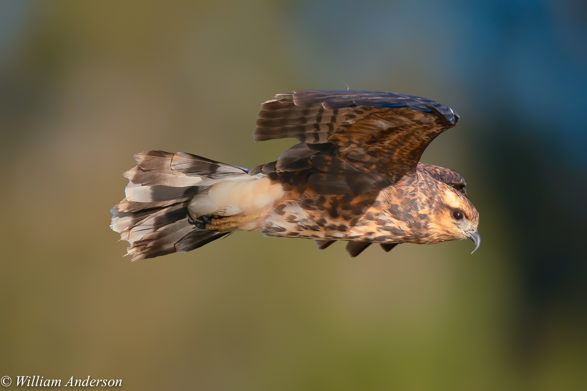 Snail Kite 3.jpg