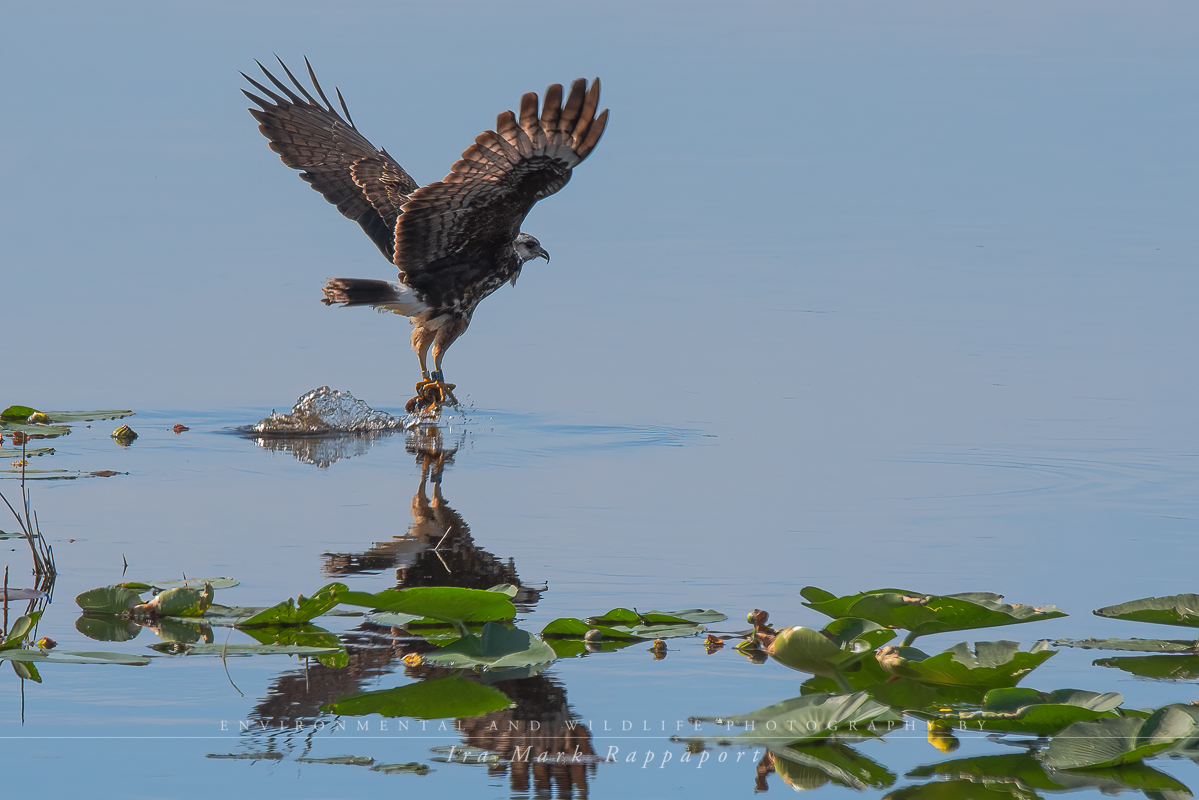 Snail Kite-3.jpg