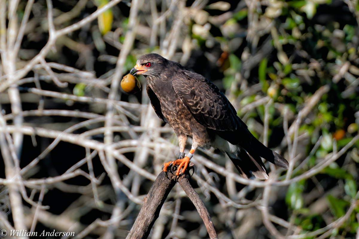 Snail Kite 4.jpg