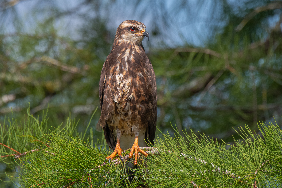 Snail Kite-4.jpg