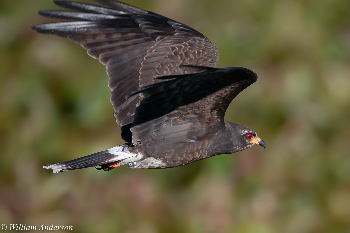 Snail Kite 5.jpg