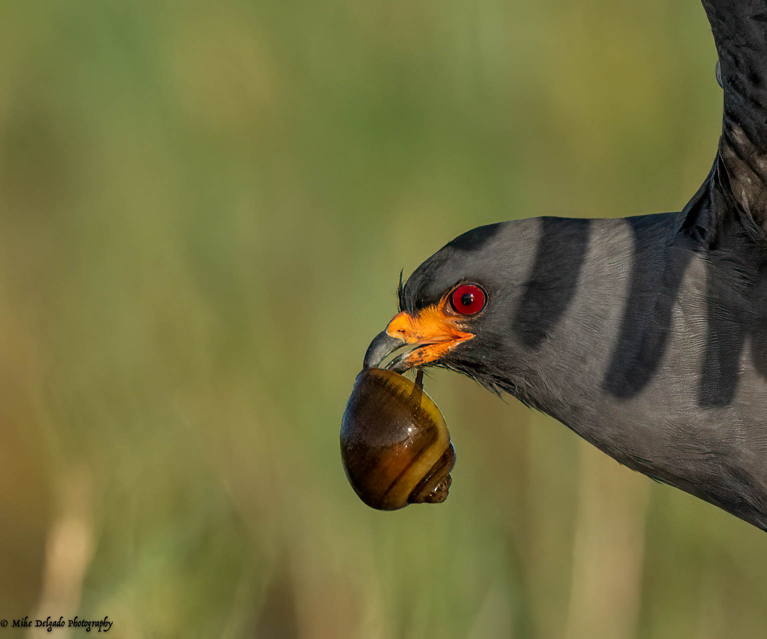 Snail Kite 5.jpg