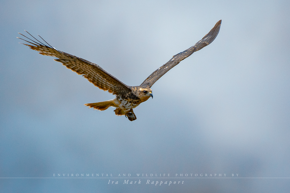 Snail Kite.jpg