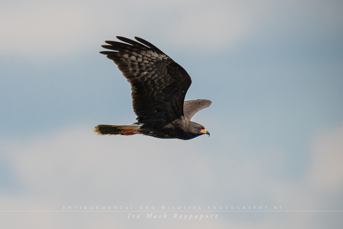 Snail Kite Male.jpg