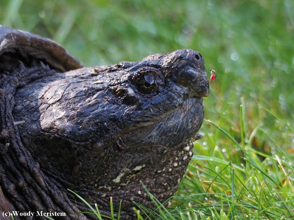 Snapping Turtle - with mosquito.JPG