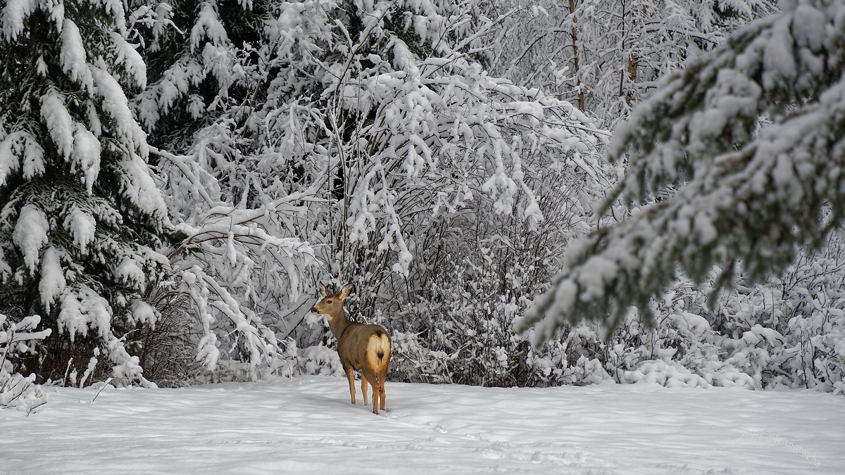 Snow Deer.jpg