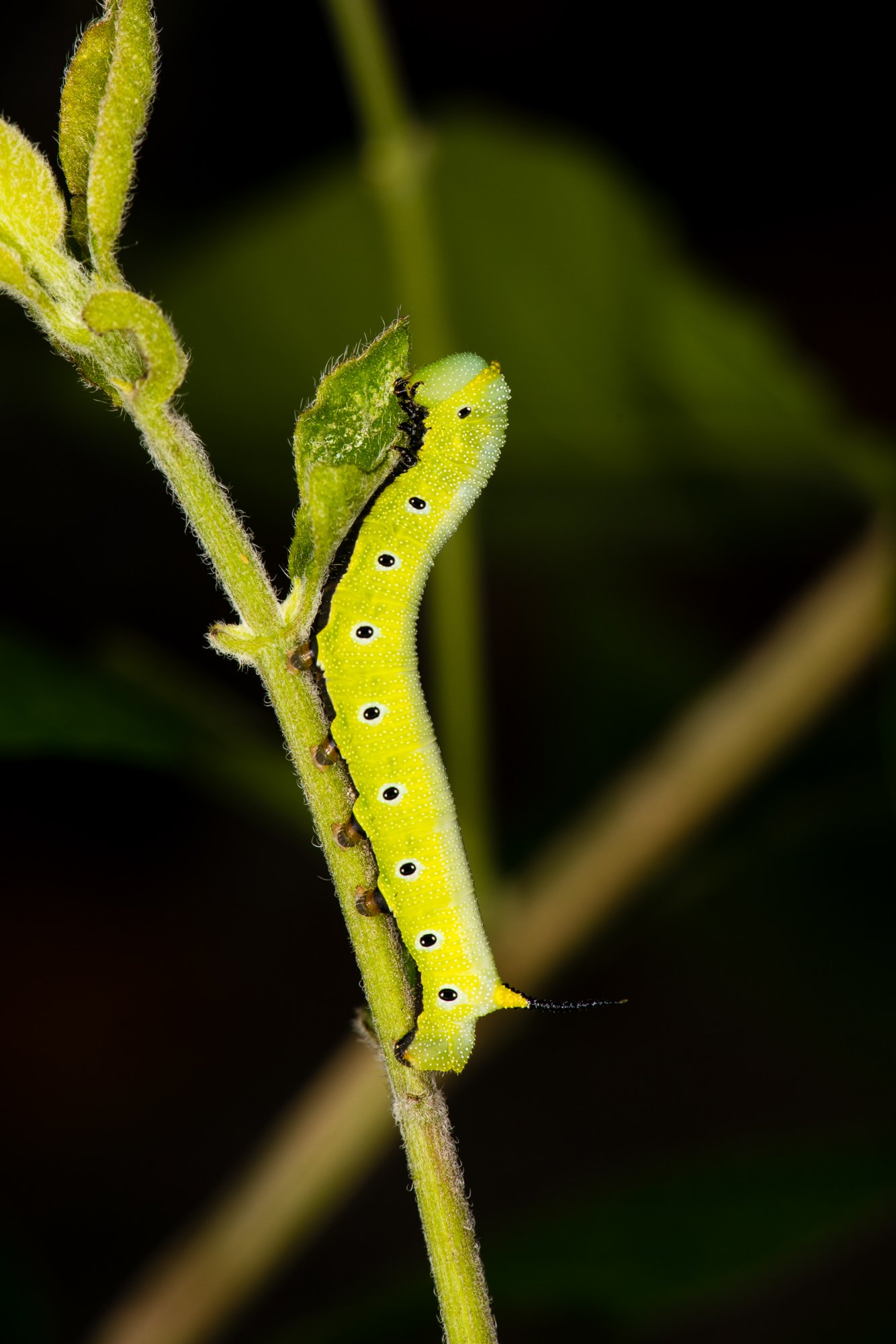 Snowberry Clearwing Moth Caterpillar EVV-1-3.jpg